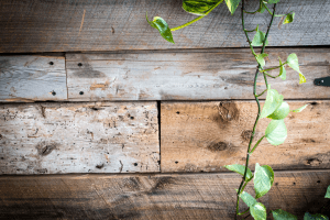 rustic wooden plank with vine
